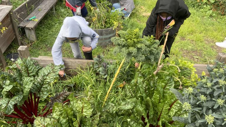 students working in garden