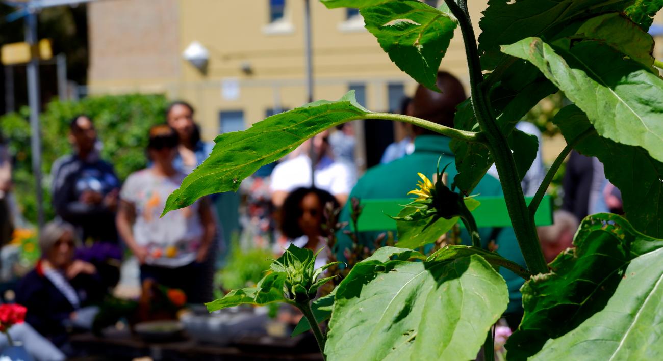 a sunflower plant with people in the background